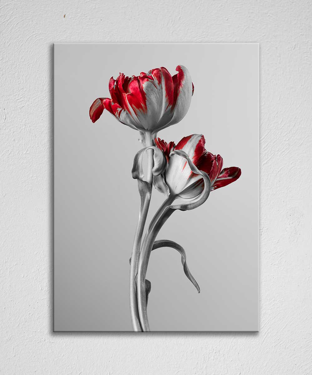 collection-img